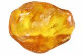Detailed Fossil Ant (Formicidae) In Baltic Amber #93846-1